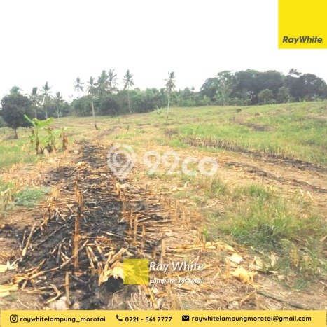 Tanah Strategis Dijual di Sidomulyo Lampung Selatan 215224m2 Tanah Strategis Dijual di Sidomulyo Lampung Selatan 215224m2