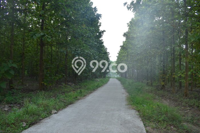 Tanah Dijual Lokasi Natar, Lampung Selatan Luas 769150m2 Legalitas Aman Tanah Dijual Lokasi Natar, Lampung Selatan Luas 769150m2 Legalitas Aman