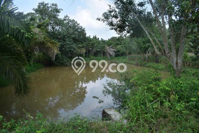 Tanah Dijual Lokasi Natar, Lampung Selatan Luas 769150m2 Legalitas Aman Tanah Dijual Lokasi Natar, Lampung Selatan Luas 769150m2 Legalitas Aman