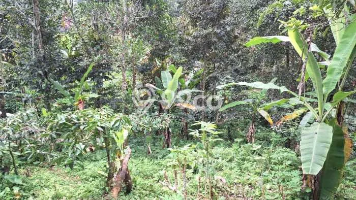 Kavling Tanah untuk Dijual di Jatiluwih, Tabanan, Luas 1000m2 Kavling Tanah untuk Dijual di Jatiluwih, Tabanan, Luas 1000m2