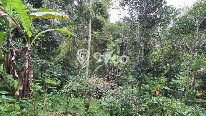 Kavling Tanah untuk Dijual di Jatiluwih, Tabanan, Luas 1000m2 Kavling Tanah untuk Dijual di Jatiluwih, Tabanan, Luas 1000m2