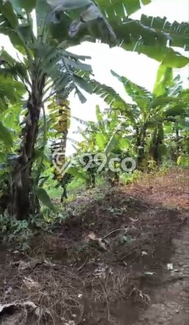 Tanah di Wonosalam, Jombang Luas 11000m2 Dijual Segera Tanah di Wonosalam, Jombang Luas 11000m2 Dijual Segera