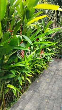 Jarang Ada! Rumah Kontrakan 6 Kamar Nyaman Siap Huni Kemang Jarang Ada! Rumah Kontrakan 6 Kamar Nyaman Siap Huni Kemang