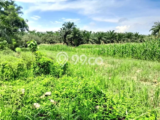 Dijual Tanah di Binjai Langkat Luas 35000m2 SHM Dijual Tanah di Binjai Langkat Luas 35000m2 SHM