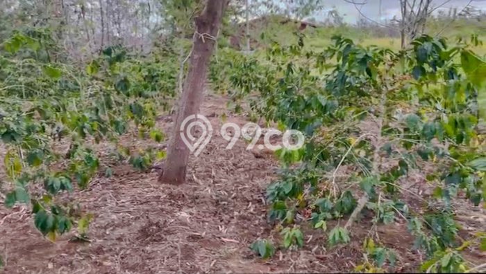 Untuk Dijual Tanah di Lintong Nihuta Hambang Hasundutan Luas 80000m2 SHM Untuk Dijual Tanah di Lintong Nihuta Hambang Hasundutan Luas 80000m2 SHM