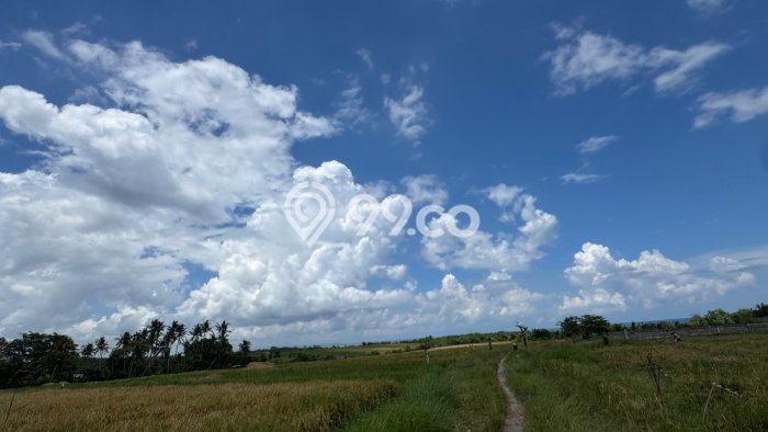 Tanah Kavling Dijual di Tabanan dengan Spesifikasi 3000m2 Tanah Kavling Dijual di Tabanan dengan Spesifikasi 3000m2