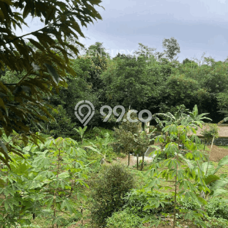 Tanah Kavling di Jasinga Dijual dengan Luas 4606m2 Tanah Kavling di Jasinga Dijual dengan Luas 4606m2