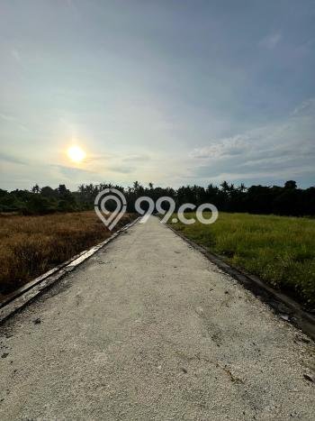 Lahan untuk Dijual di Tabanan Tabanan Luas 100m2 Lahan untuk Dijual di Tabanan Tabanan Luas 100m2