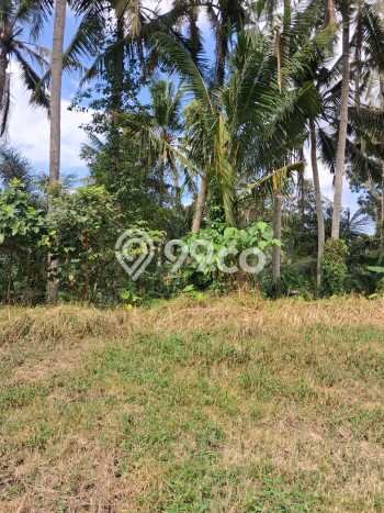 Tanah Komersial Dijual di Ubud Gianyar 3000m2 Tanah Komersial Dijual di Ubud Gianyar 3000m2
