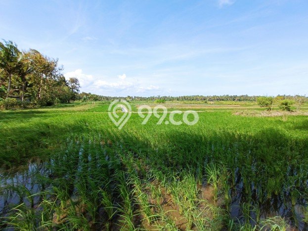 Untuk Dijual Tanah di Pengasih Kulon Progo Luas 114m2 SHM Untuk Dijual Tanah di Pengasih Kulon Progo Luas 114m2 SHM