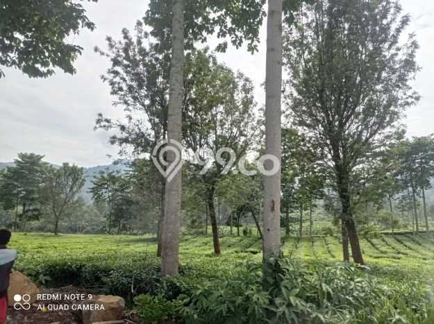 Dijual Tanah di Bogor, Luas 12000m2 SHM Dijual Tanah di Bogor, Luas 12000m2 SHM