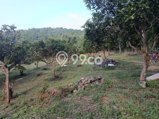 Kavling Tanah Dijual di Sukamakmur, Bogor, Luas 40000m2 Area Strategis Kavling Tanah Dijual di Sukamakmur, Bogor, Luas 40000m2 Area Strategis
