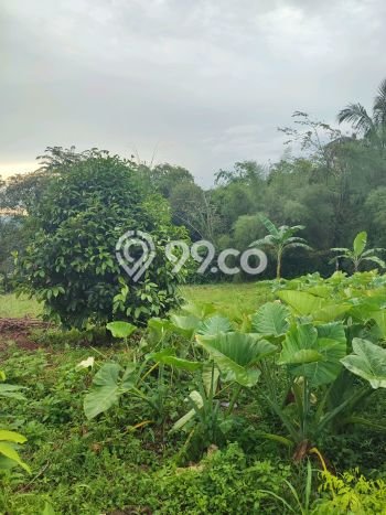Tanah Kavling untuk Dijual di Sukamakmur Bogor 18500m2 Tanah Kavling untuk Dijual di Sukamakmur Bogor 18500m2