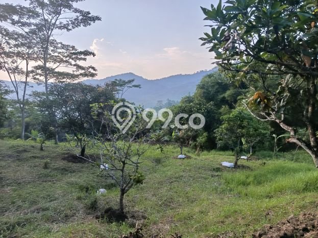 Kavling Tanah Dijual di Sukamakmur, Bogor, Luas 40000m2 Area Strategis Kavling Tanah Dijual di Sukamakmur, Bogor, Luas 40000m2 Area Strategis