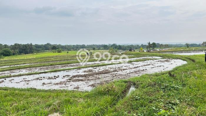 Tanah Kosong Dijual di Tabanan dengan Area 1250m2 Tanah Kosong Dijual di Tabanan dengan Area 1250m2