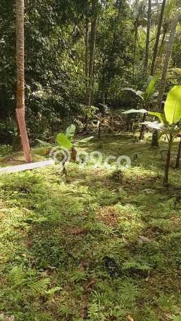 Kavling Tanah di Tabanan Dijual Luas 5000m2 Legalitas SHM Kavling Tanah di Tabanan Dijual Luas 5000m2 Legalitas SHM