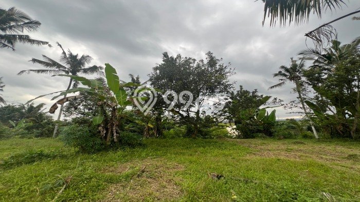 Tanah Kavling di Penebel Dijual dengan Luas 3400m2 Tanah Kavling di Penebel Dijual dengan Luas 3400m2