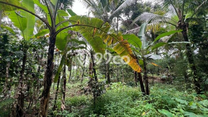 Lahan untuk Dijual Lokasi Penebel, Tabanan Luas 4500m2 SHM Lahan untuk Dijual Lokasi Penebel, Tabanan Luas 4500m2 SHM