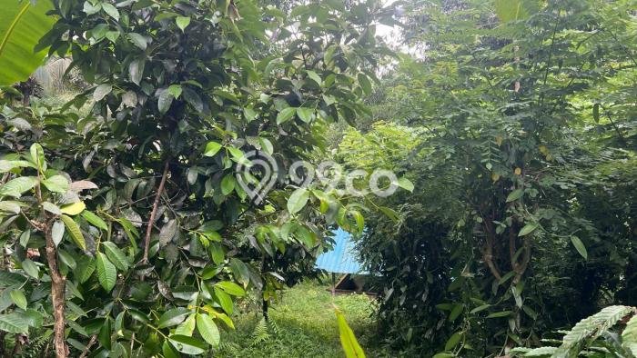 Dijual Tanah di Tabanan, Luas 1900m2 SHM Dijual Tanah di Tabanan, Luas 1900m2 SHM