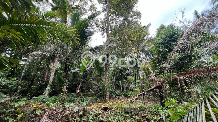 Lahan untuk Dijual Lokasi Penebel, Tabanan Luas 4500m2 SHM Lahan untuk Dijual Lokasi Penebel, Tabanan Luas 4500m2 SHM