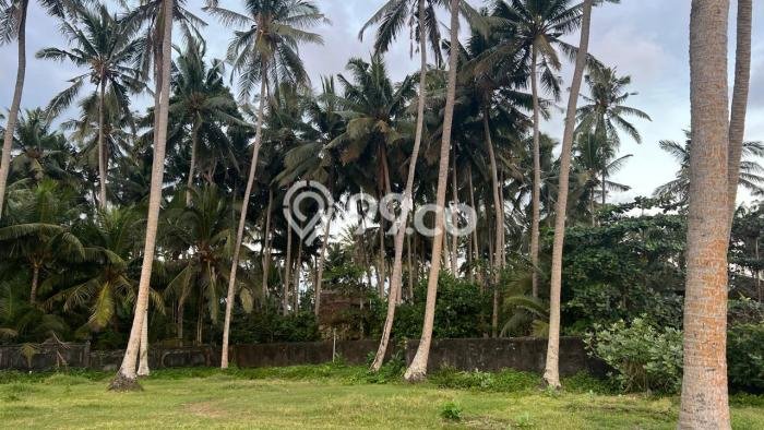 Lahan Investasi Lokasi Kerambitan Tabanan SHM Lahan Investasi Lokasi Kerambitan Tabanan SHM