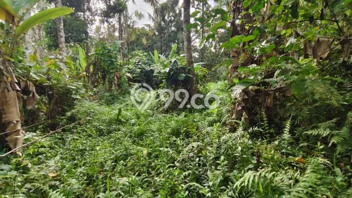 Tanah untuk Dijual di Penebel Tabanan Luas 5400m2 Tanah untuk Dijual di Penebel Tabanan Luas 5400m2