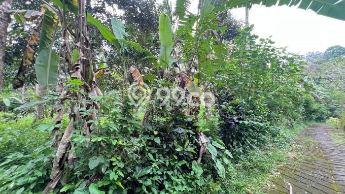 Lahan Kosong Dijual di Tabanan dengan Area 3800m2 Lahan Kosong Dijual di Tabanan dengan Area 3800m2