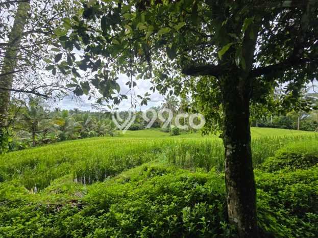 Tanah di Selemadeg, Tabanan Luas 1700m2 Dijual Segera Tanah di Selemadeg, Tabanan Luas 1700m2 Dijual Segera