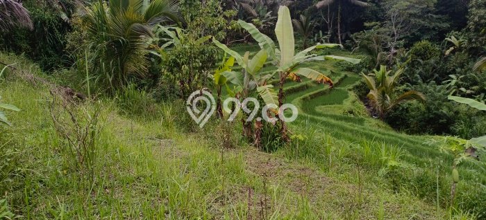 Dijual Tanah Lokasi Dalang, Tabanan Seluas 10800m2 Dijual Tanah Lokasi Dalang, Tabanan Seluas 10800m2