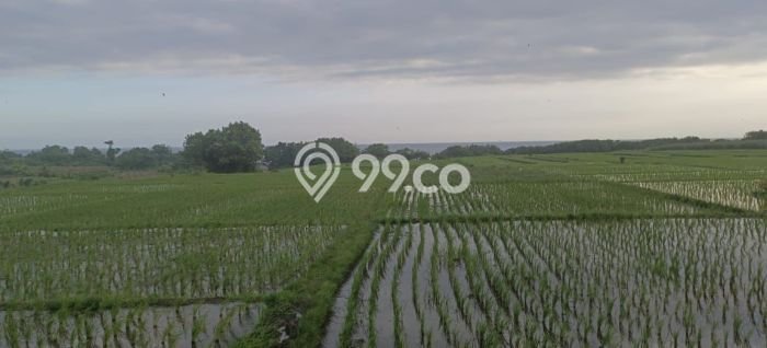 Untuk Dijual Tanah di Kerambitan Tabanan Luas 7500m2 SHM Untuk Dijual Tanah di Kerambitan Tabanan Luas 7500m2 SHM