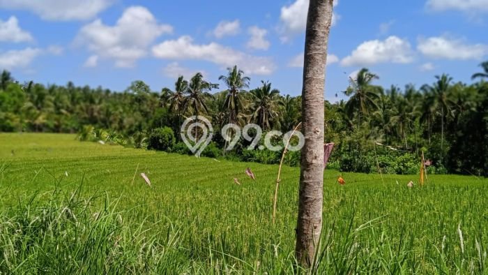 Tanah Dijual Lokasi Selemadeg, Tabanan Luas 2000m2 Legalitas Aman Tanah Dijual Lokasi Selemadeg, Tabanan Luas 2000m2 Legalitas Aman