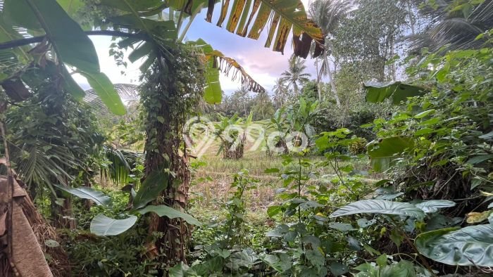 Lahan Kosong Dijual di Tabanan dengan Area 3770m2 Lahan Kosong Dijual di Tabanan dengan Area 3770m2