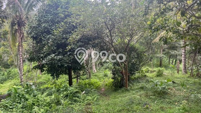 Dijual Tanah di Tabanan, Luas 5429m2 SHM Dijual Tanah di Tabanan, Luas 5429m2 SHM