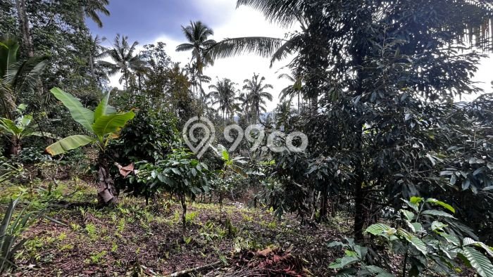 Tanah Dijual Lokasi Pupuan Tabanan SHM Tanah Dijual Lokasi Pupuan Tabanan SHM