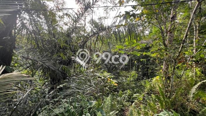Tanah Dijual Lokasi Selemadeg, Tabanan dengan Luas Tanah 960m2 dan Status SHM Tanah Dijual Lokasi Selemadeg, Tabanan dengan Luas Tanah 960m2 dan Status SHM