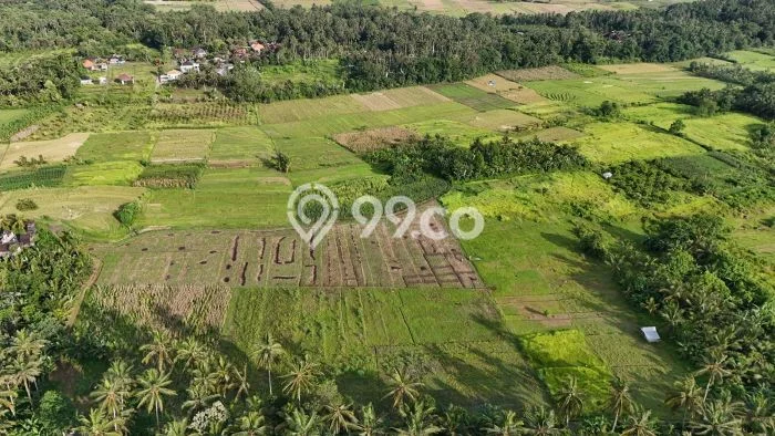 Kavling Tanah untuk Dijual di Bantas, Tabanan, Luas 5000m2 Kavling Tanah untuk Dijual di Bantas, Tabanan, Luas 5000m2