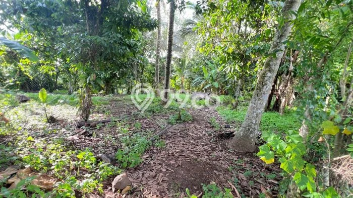 Kavling Tanah untuk Dijual di Bantas, Tabanan, Luas 5000m2 Kavling Tanah untuk Dijual di Bantas, Tabanan, Luas 5000m2