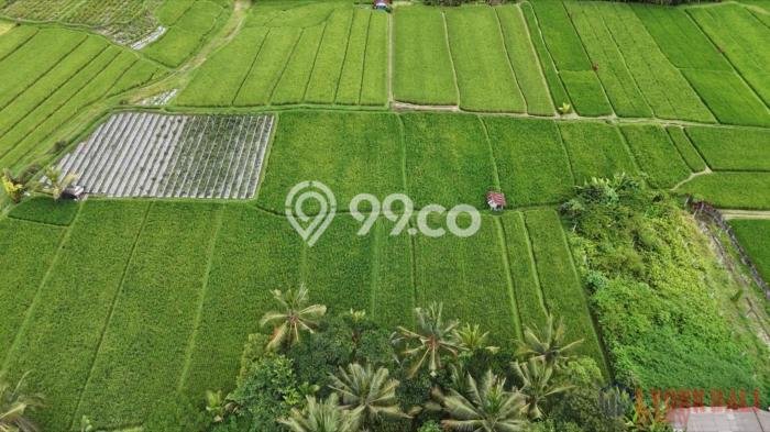 Kavling Tanah di Penebel Dijual Luas 500m2 Legalitas SHM Kavling Tanah di Penebel Dijual Luas 500m2 Legalitas SHM