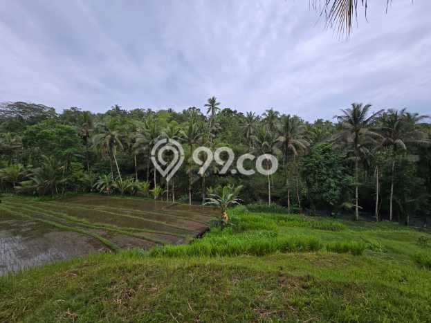 Kavling Tanah di Selemadeg Dijual Luas 2550m2 Legalitas SHM Kavling Tanah di Selemadeg Dijual Luas 2550m2 Legalitas SHM
