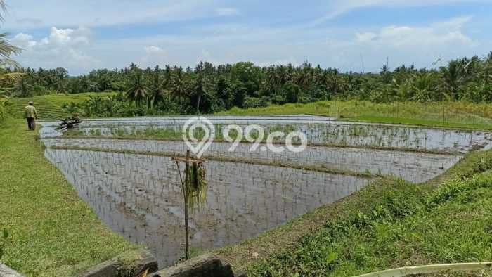 Tanah Kavling untuk Dijual di Selemadeg Tabanan 500m2 Tanah Kavling untuk Dijual di Selemadeg Tabanan 500m2