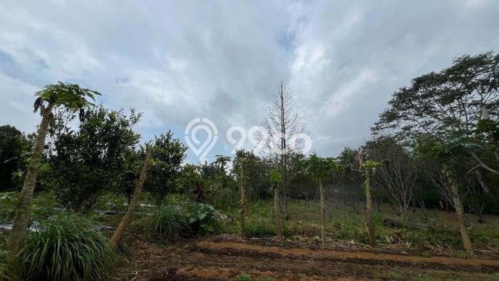 Kavling Tanah di Tabanan Dijual Luas 1000m2 Legalitas SHM Kavling Tanah di Tabanan Dijual Luas 1000m2 Legalitas SHM