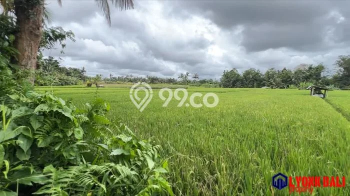 Kavling Tanah di Penebel Dijual Luas 500m2 Legalitas SHM Kavling Tanah di Penebel Dijual Luas 500m2 Legalitas SHM