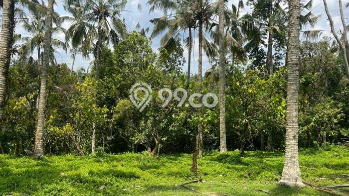 Dijual Tanah di Tabanan Tabanan Luas 16100m2 SHM Dijual Tanah di Tabanan Tabanan Luas 16100m2 SHM