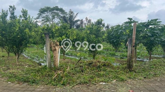 Kavling Tanah di Tabanan Dijual Luas 1000m2 Legalitas SHM Kavling Tanah di Tabanan Dijual Luas 1000m2 Legalitas SHM