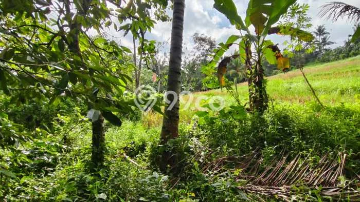 Tanah untuk Dijual di Penebel Tabanan Luas 5400m2 Tanah untuk Dijual di Penebel Tabanan Luas 5400m2