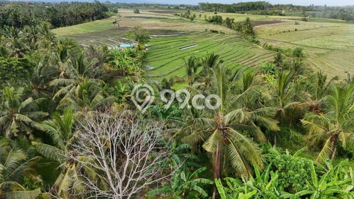 Tanah Kavling untuk Dijual di Selemadeg Tabanan 3740m2 Tanah Kavling untuk Dijual di Selemadeg Tabanan 3740m2