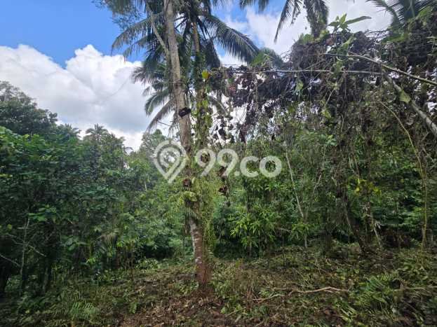 Tanah untuk Dijual Lokasi Selemadeg, Tabanan Luas 12000m2 SHM Tanah untuk Dijual Lokasi Selemadeg, Tabanan Luas 12000m2 SHM