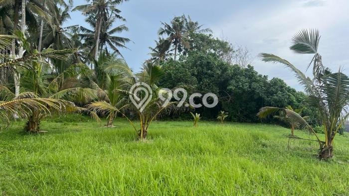 Tanah Dijual Lokasi Negara Jembrana SHM Tanah Dijual Lokasi Negara Jembrana SHM