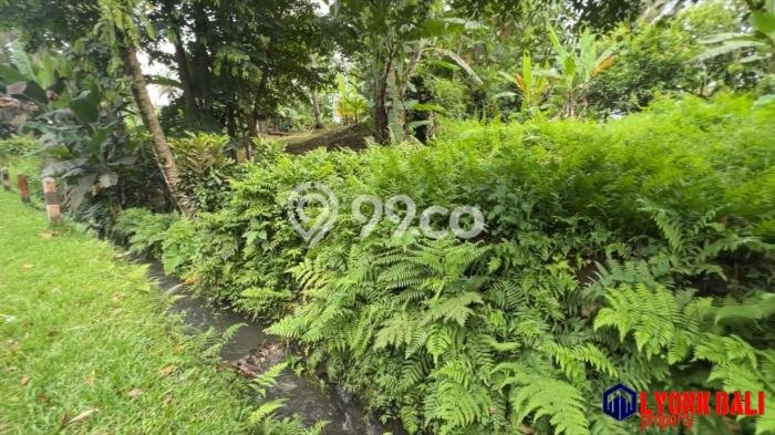 Kavling Tanah di Penebel Dijual Luas 500m2 Legalitas SHM Kavling Tanah di Penebel Dijual Luas 500m2 Legalitas SHM