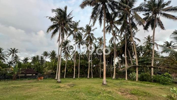 Lahan Investasi Lokasi Kerambitan Tabanan SHM Lahan Investasi Lokasi Kerambitan Tabanan SHM